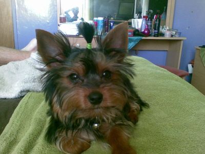  One Female Yorkie Puppy Available Now Free To Good Home!!!! Contact Owner At:quiniva01@gmail.com