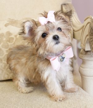 cute and adorable morkie puppies for sale