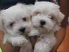 Healthy and sexy teacup Maltese Puppies for adoption