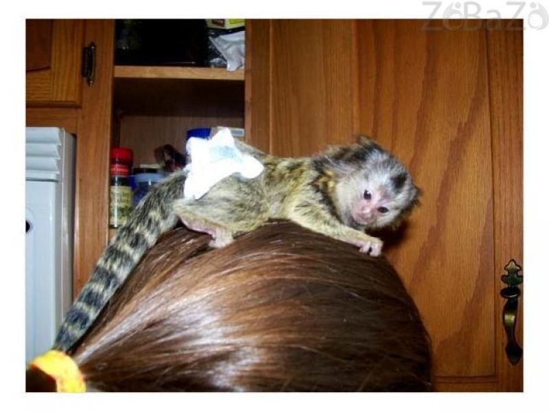 Male and female Capuchin and marmoset monkeys for adoption