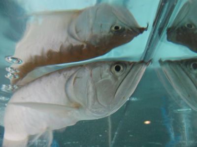 Red Arowana, Asian Red, Super Red, and many other fishes for sale
