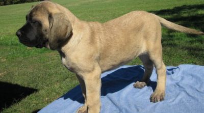 Sweet Mastiif Puppies For New Homes.