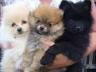 charming pomeranian puppies ready for adoption