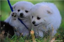 2 cute and affectionate pomeranian puppies for adoption 