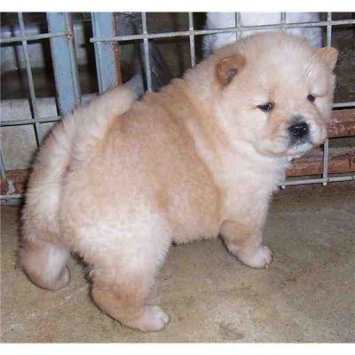 Chow Chow puppies for good homes