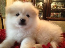 Lovely Home trained Pomeranian and English Bulldog puppies for adoption