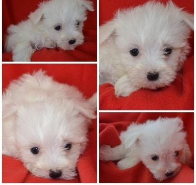 white maltese puppies ready