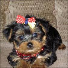 Gorgeous  Yorkie Puppies For Adoption 