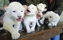 lion cubs for sale