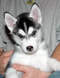 Good looking siberian husky