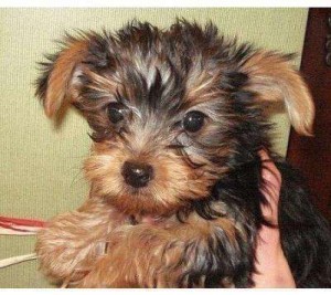 Adorable Yorkie Puppies For Free Adoption Just For You