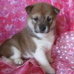 akc siberian husky puppy for sale 
