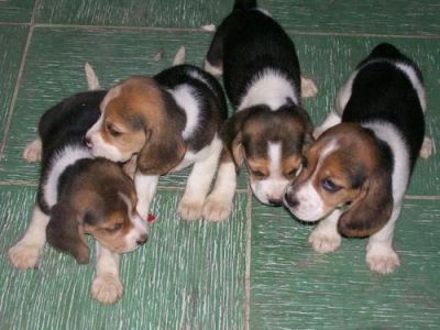 Male and female Beagle puppies now ready and looking for a new home.