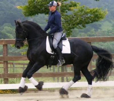 Beautiful and intelligent Friesian horse sale