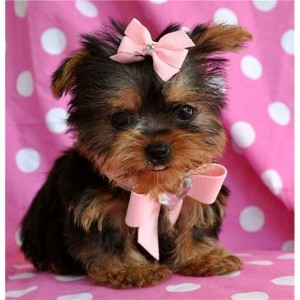 T ea cup Yorkie puppies for a happy home.
