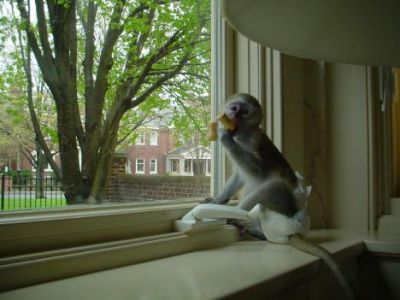  Adorable female and male baby squirrel monkey to give them out for adoption