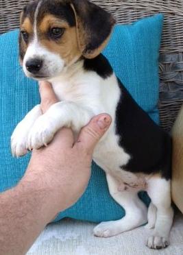Admirable beagle puppies ready to meet a new caring and pet loving family