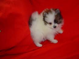  Healthy baby pomeranian baby