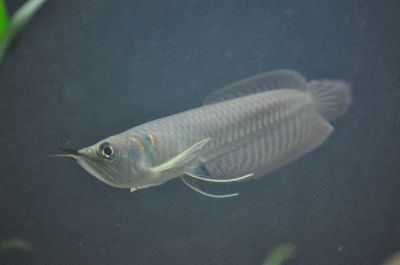 Best quality Super Red Arowana fish and many others for sale
