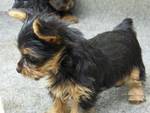 yorkies puppies for adoption