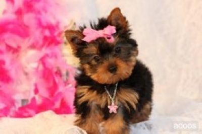 yorkie puppies for adoption 