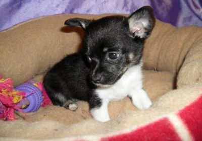 Male and Female Chihuahua puppies For Sale