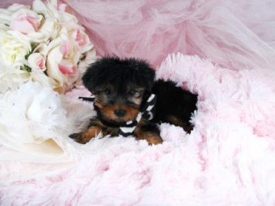 Two gorgeous Yorkie puppies remaining for adoption, Male and Female.