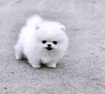 	Pomeranian Puppies For A New Home