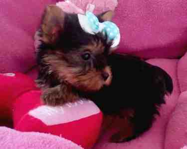 Tiny New  Year  Tea-cup Yorkie Puppies