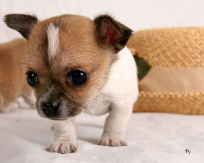 Charming Chihuahua Puppies Available Now.