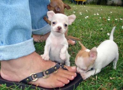 Adorable Chihuahua Puppies For adoption.