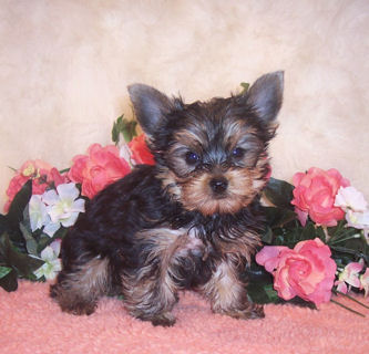 100% Excellent yorkie puppies for sale