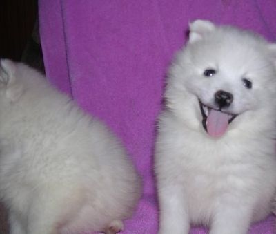 america Eskimo  puppy