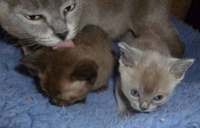Burmese kittens Available