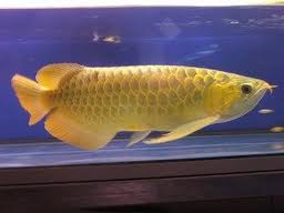 top quality Arowana fish 