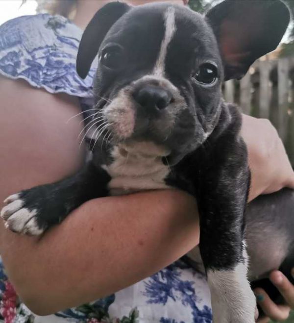 Purebred French Bulldogs Puppies