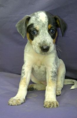 Kelpie x Cattledog Pups For Sale