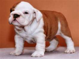 XMAS MALE AND FEMALE ENGLISG BULLDOG PUPPIES FOR FREE ADOPTION