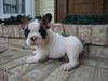 AKC French Bulldog Pup    $1,300