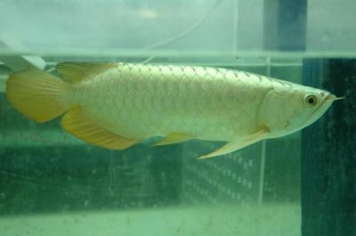 Top Quality super red arowanas fish and many others fish for sale
