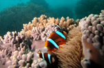 Great Barrier Reef Attractions