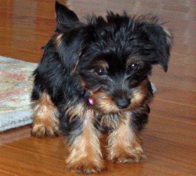 beautiful yorkie pup pup ready to go for adoption.