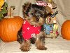 X- Mass Cute and Adorable Yorkie puppies for adoption