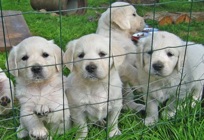 Vaccinated and health guarantee Labrador retriever puppies available 