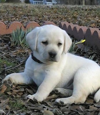 Labrador Retriever Puppies For Sale 