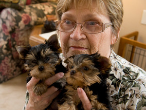 Teacup Maltese and Yorkie Puppies
