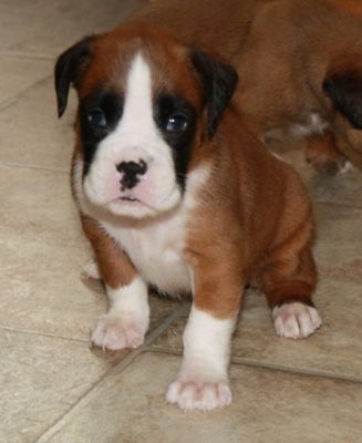 Boxer puppies Ready Now !!