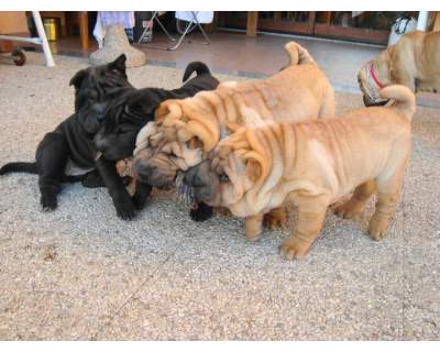 Chinese Shar-Pei Puppies for Sale 