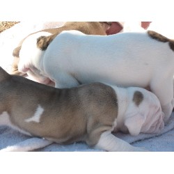 English bulldog puppies looking for a free new home