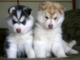 Super Trained Male & Female Siberian Husky For Sale